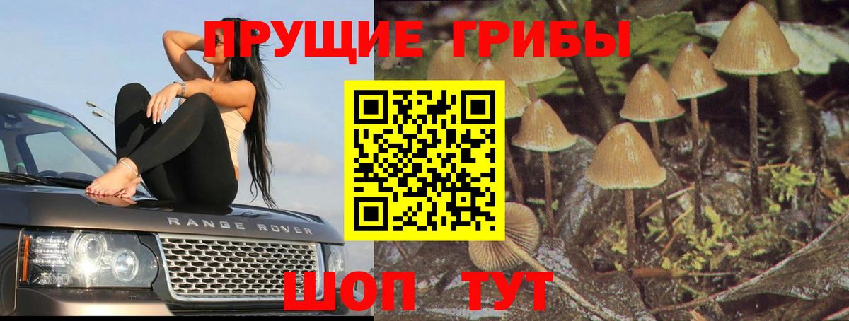 Галлюциногенные грибы Cubensis Дмитров